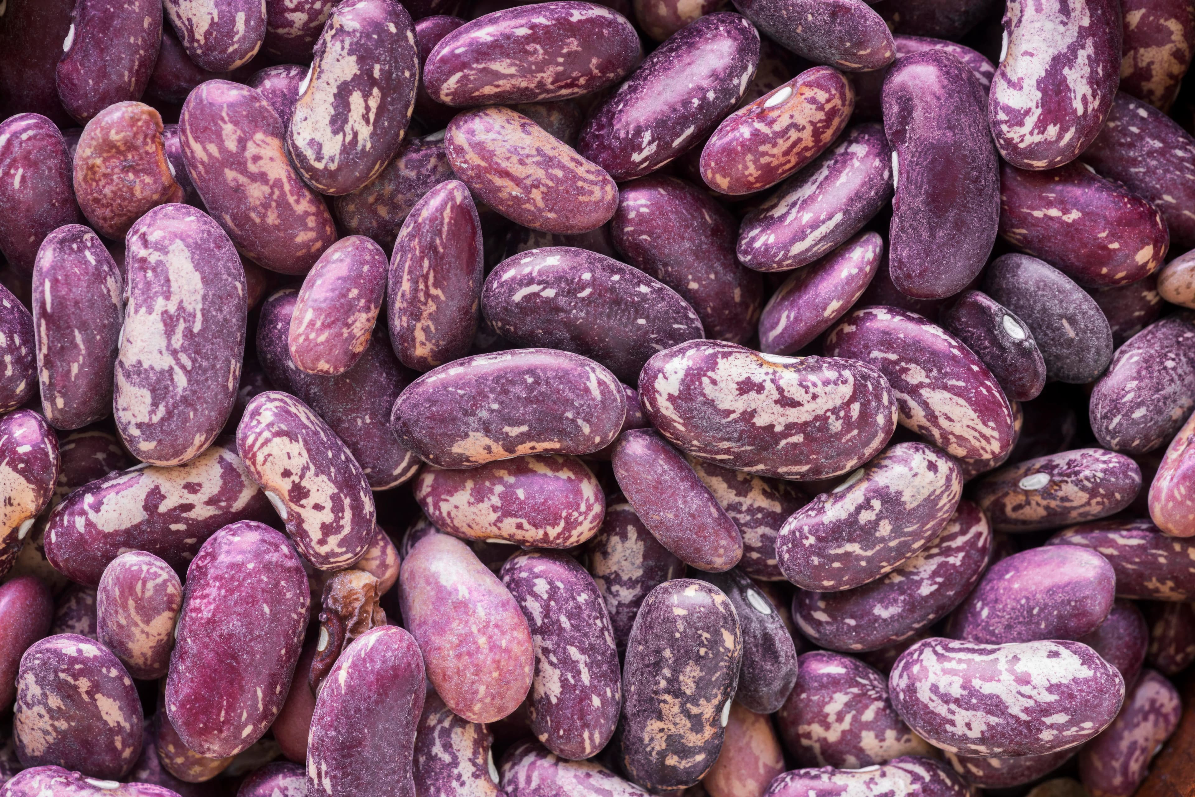 Purple speckled kidney beans